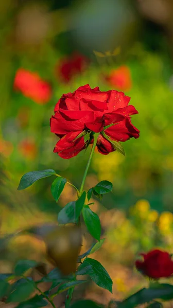 Μια Κάθετη Λήψη Ενός Όμορφου Τριαντάφυλλου Κάτω Από Φως Του — Φωτογραφία Αρχείου