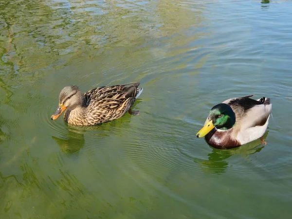 Par Patos Reais Anas Platyrhynchos Nadando Água — Fotografia de Stock