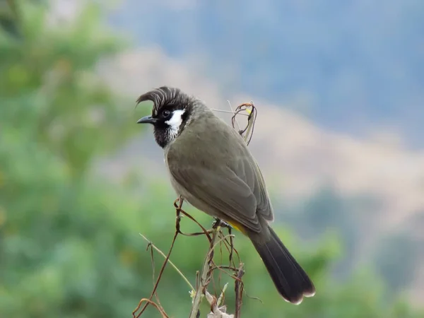 Enfoque Selectivo Bulbul Posado Una Rama — Foto de Stock