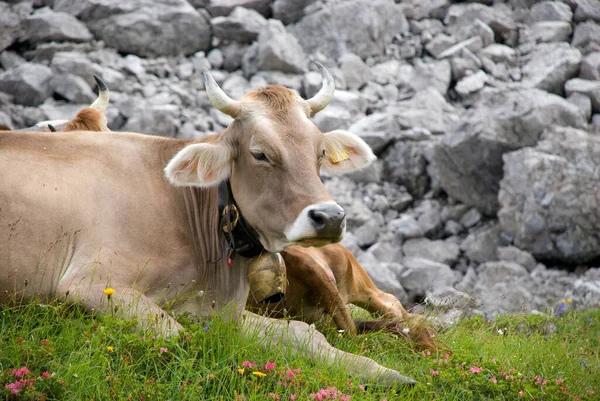 Montafon Sığırları Vorarlberg Avusturya Alp Çayırında — Stok fotoğraf