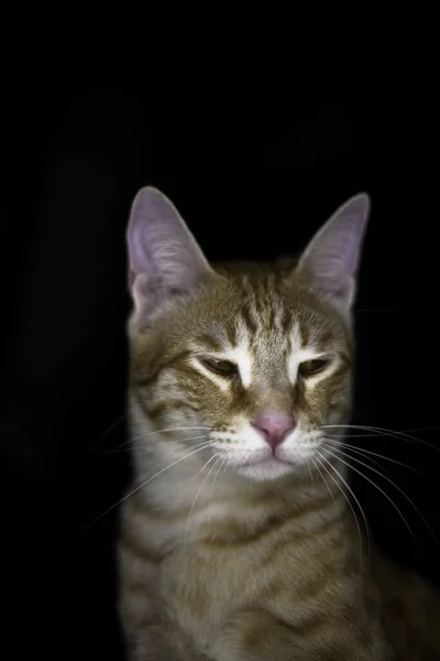 一只可爱的姜饼猫在一间昏暗的房间里 一只半闭着疲惫的眼睛的垂直特写镜头 — 图库照片