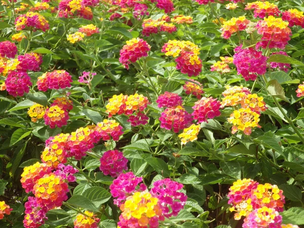 Campo Belas Flores Lantana Rosa Amarela — Fotografia de Stock