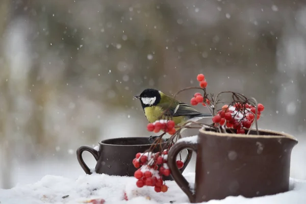 Fluffy Great Tit Bird Perched Clay Pot Red Berries Growing — Stok fotoğraf