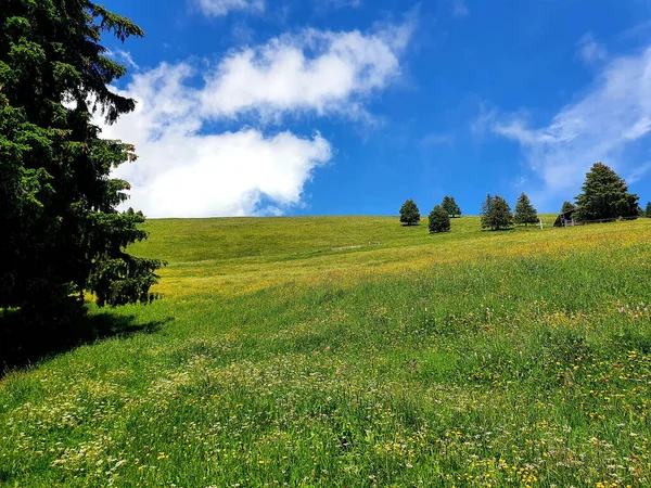 Prado Verde Bajo Cielo Azul Nublado — Foto de Stock