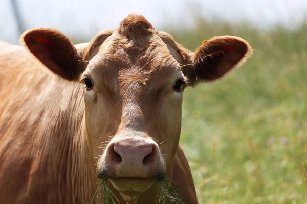 Close Uma Vaca Marrom Pasto Olhando Para Câmera — Fotografia de Stock