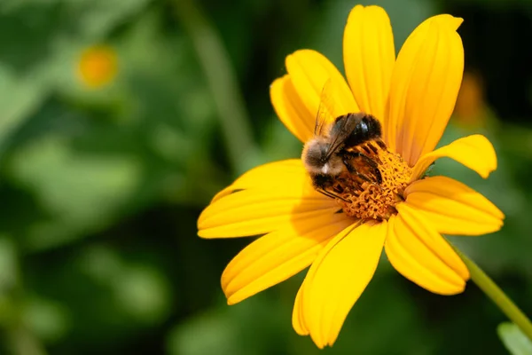 Makro Bild Ett Vackert Landade Den Gula Blomman Parken — Stockfoto