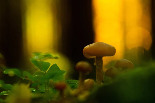 Tiro Foco Seletivo Cogumelos Mycena — Fotografia de Stock