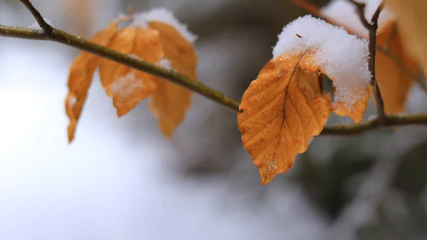 在下雪天 有选择地集中在一片桔黄色的干燥的树叶上 — 图库照片