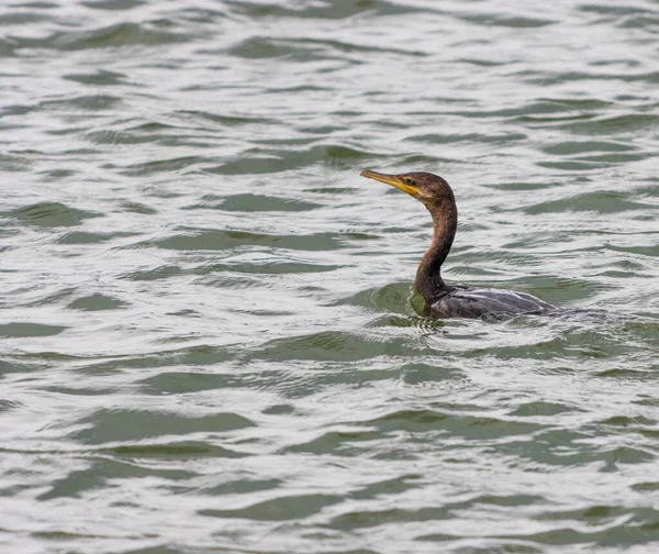 Primo Piano Del Grande Cormorano Phalacrocorax Carbo Nello Stagno — Foto Stock