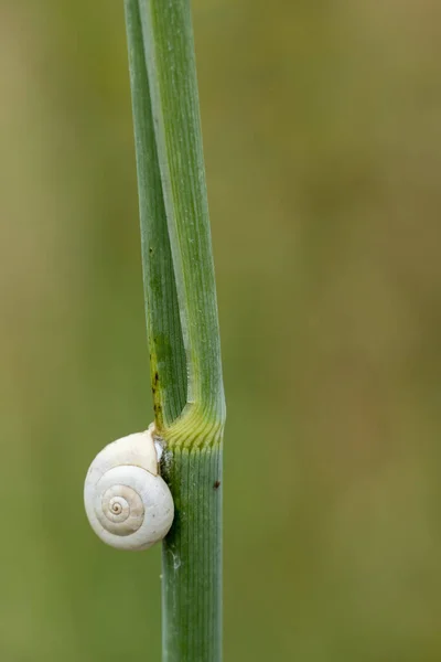 Colpo Verticale Una Lumaca Che Arrampica Gambo Vegetale — Foto Stock