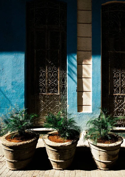 Вертикальный Снимок Горшков Растениями Перед Голубым Домом Сложными Оконными Рамами — стоковое фото
