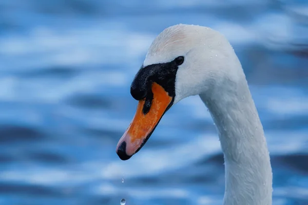 Närbild Vit Svan Sjö — Stockfoto