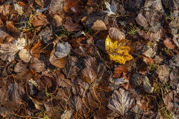 Fundo Horizontal Folhas Secas Outono Marrom Laranja Chão — Fotografia de Stock