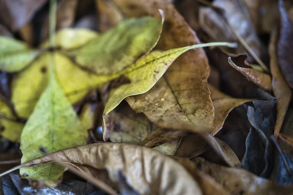 Gros Plan Feuilles Sèches Automne Sur Sol — Photo