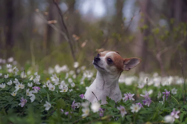 Çiçek Tarlasında Sevimli Bir Chihuahua — Stok fotoğraf