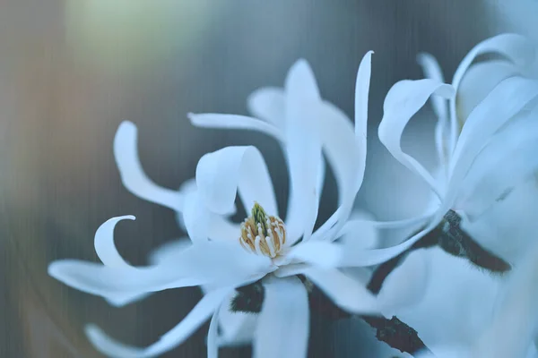 Zbliżenie Ujęcie Białych Kwiatów Magnolii — Zdjęcie stockowe