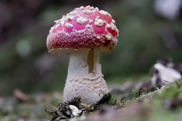 Close Amanita Crescido Jardim — Fotografia de Stock