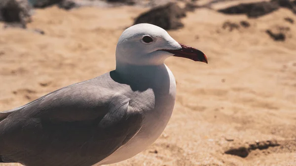 岩の多い海岸に落ちたカモメのクローズアップショット — ストック写真