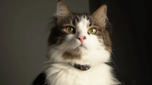 Retrato Gato Bonito Peludo Floresta Norueguesa Com Olhos Verdes — Fotografia de Stock