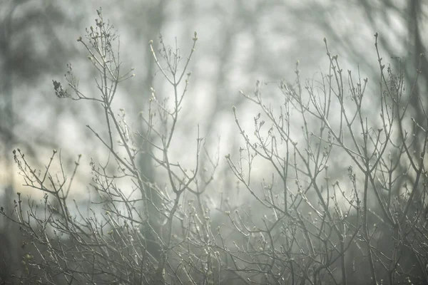Вибірковий Фокусний Постріл Гілок Ранковому Тумані — стокове фото