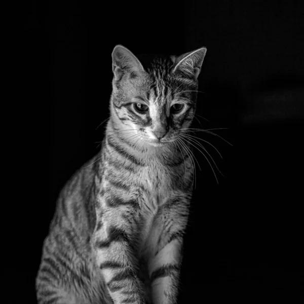 Primo Piano Scala Grigi Simpatico Gatto Tabby Che Guarda Basso — Foto Stock