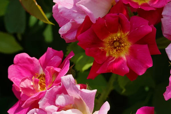 Close Rosas Rosa Moídas Com Folhas Fundo — Fotografia de Stock
