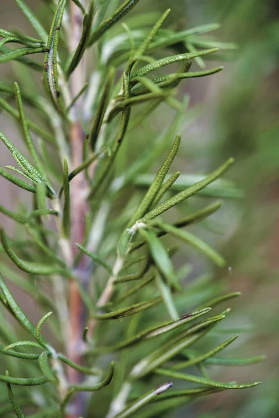 Een Verticaal Close Van Een Rozemarijn Tak Wazige Achtergrond — Stockfoto