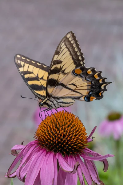 Una Vista Macro Una Hermosa Mariposa Aterrizó Flor Púrpura Parque —  Fotos de Stock