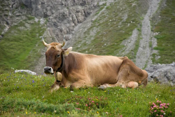 Монтафон Альпийском Лугу Форарльберге Австрия — стоковое фото
