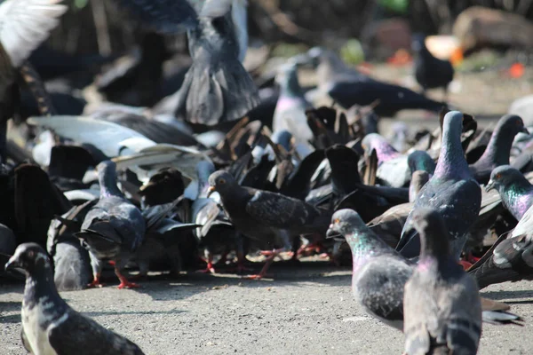 晴れた日には鳩が群れをなして通りを歩き回る — ストック写真