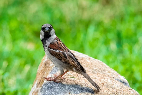 Una Hermosa Vista Del Pequeño Pájaro Sentado Piedra Campo Sobre — Foto de Stock