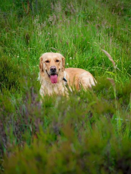 Tiro Perto Labrador Dourado Recuperador Com Língua Campo — Fotografia de Stock