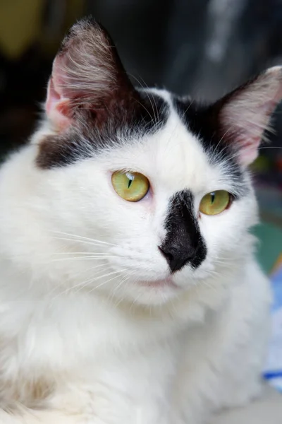 Портрет Белой Кошки Черным Носом — стоковое фото
