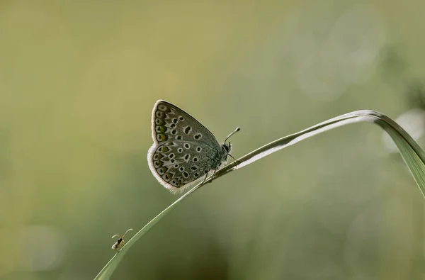 Idas Blue Butterfly Grass Blade — Stock Photo, Image