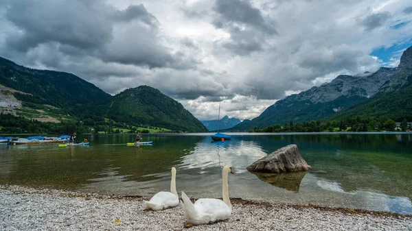 湖畔の白い白鳥のカップル — ストック写真