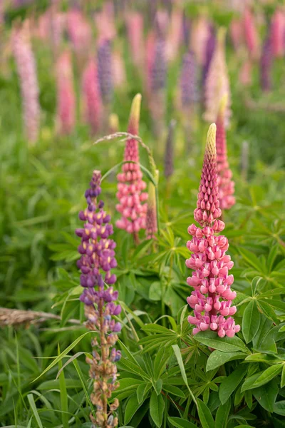 Zbliżenie Ujęcie Pięknych Kwiatów Lupin — Zdjęcie stockowe