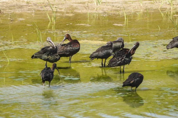 Grupa Błyszczących Karm Ibis Nad Rzeką Cartama Andaluzja Hiszpania — Zdjęcie stockowe