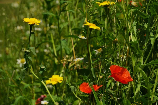草原の赤と黄色の花 — ストック写真