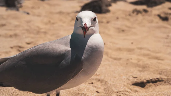 Primer Plano Una Gaviota Encaramada Una Costa Rocosa — Foto de Stock