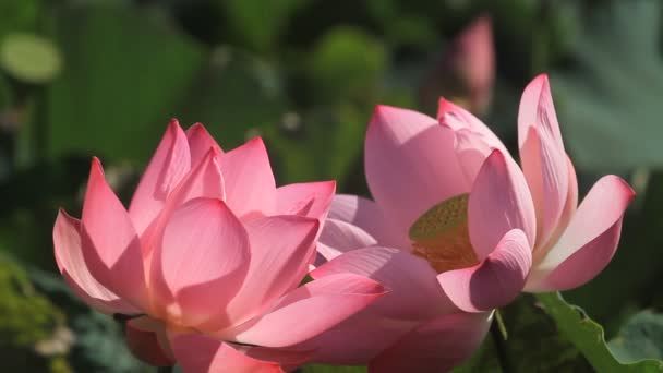 Belle Fleur Lotus Dans Jardin — Video