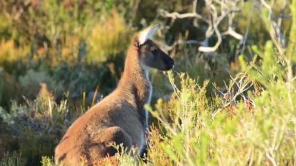 Gros Plan Beau Cerf Dans Forêt — Video