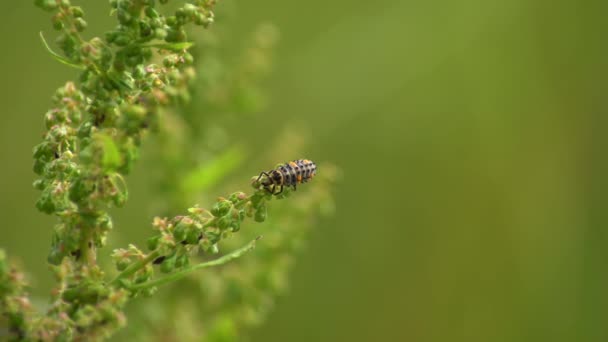在绿色背景上的蜜蜂的近视 — 图库视频影像