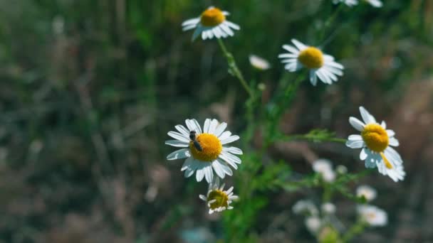 Fleurs Jaunes Feuilles Vertes Sur Fond Prairie Été Endroit Insérer — Video