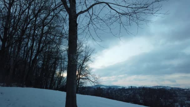 Зимовий Пейзаж Засніженими Деревами — стокове відео