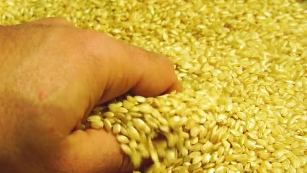 Close Hand Holding Pile Yellow White Sesame Seeds — Stock Video