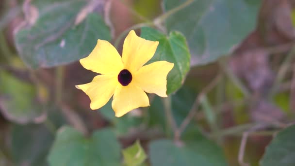 Żółto Zielone Liście Kwiatu Selektywne Skupienie Charakter — Wideo stockowe