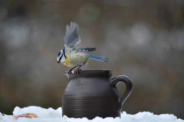 Ein Blaumeisenvogel Auf Einem Tonkrug Auf Schnee — Stockfoto