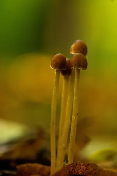 미케나 버섯의 — 스톡 사진