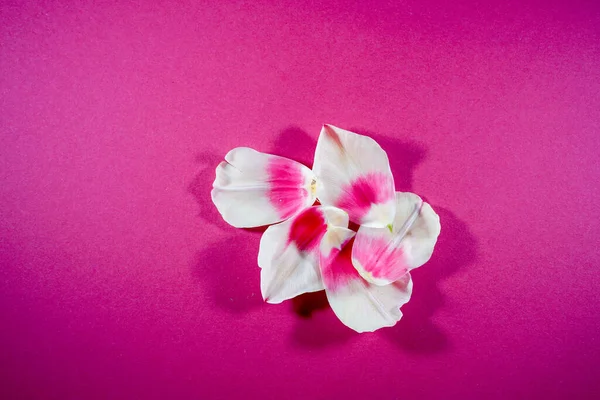 Nad Hlavou Záběr Okvětních Lístků Květin Jasně Růžovém Pozadí — Stock fotografie