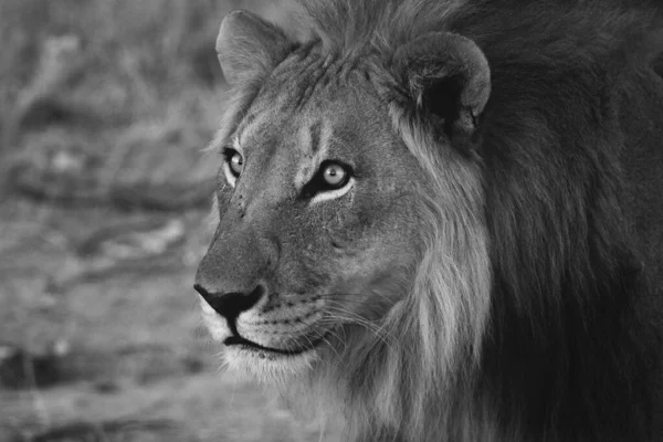 Grayscale Closeup Image Lion Deep Eyes Beautiful Mane — Stock Photo, Image